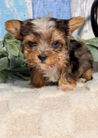 JACK   TEACUP/POCKETBOOK  MERLE YORKIE  MALE   $4,950.00    #1258