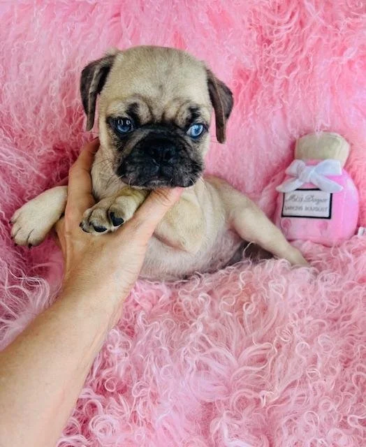 PUG    PUGGIE     MALE    $2,550.00    #177