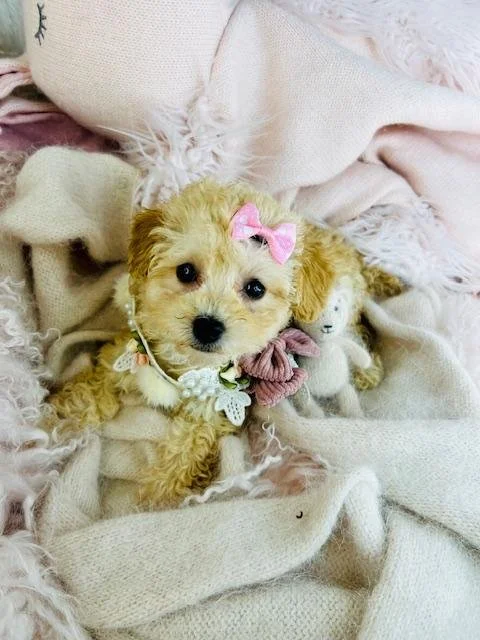FEMALE POODLE  PRADA     $3,050.00  #1487-7