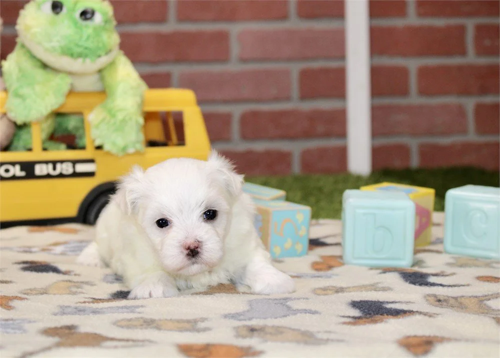 MALTESES    MALE   TEACUP      MAR   $3,050.00  #18  SOLD