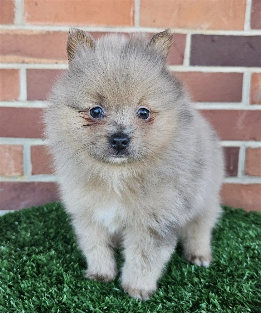 MALE   PANCHO  $3,250.00   #T1784-47