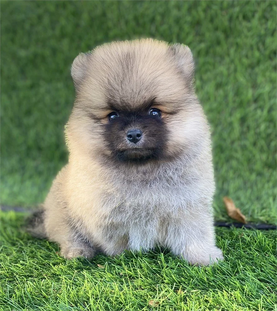 TEACUP/TINY TOY PUDDIN MALE $3,950.00 #T171787-7
