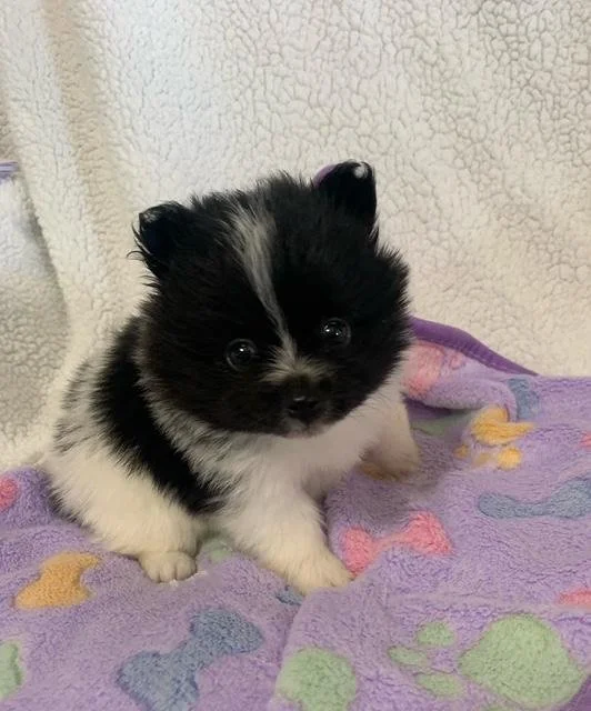 FEMALE  TEACUP/POCKETBOOK   POMERANIAN  POSH   $4,950.00    #134