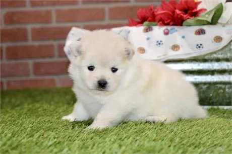 PUDDIN     MALE   $3,550.00    #123