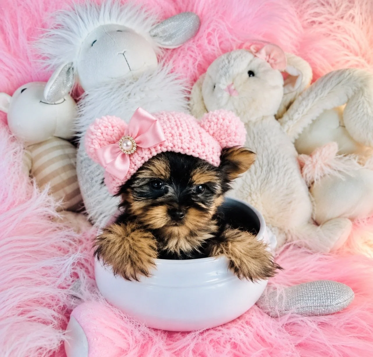 JAS   YORKIE FEMALE  TEACUP /POCKETBOOK  JAS    $5,550.00   #155
