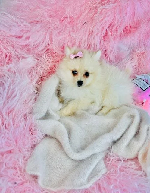 PUDDIN     FEMALE   $3,050.00    #123