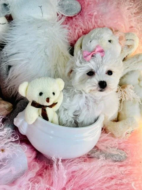 MAHI  FEMALE TEACUP MALTESE PUPPIES  $3,950.00        #T544-7