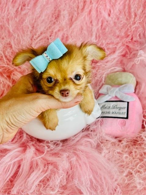 CHIHUAHUA   TEACUP/POCKETBOOK   MALE  CARL     $3,950.00  #153