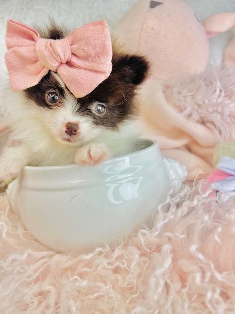FEMALE TEACUP  POMERANIAN  PUMPKIN   $4,550.00  #97