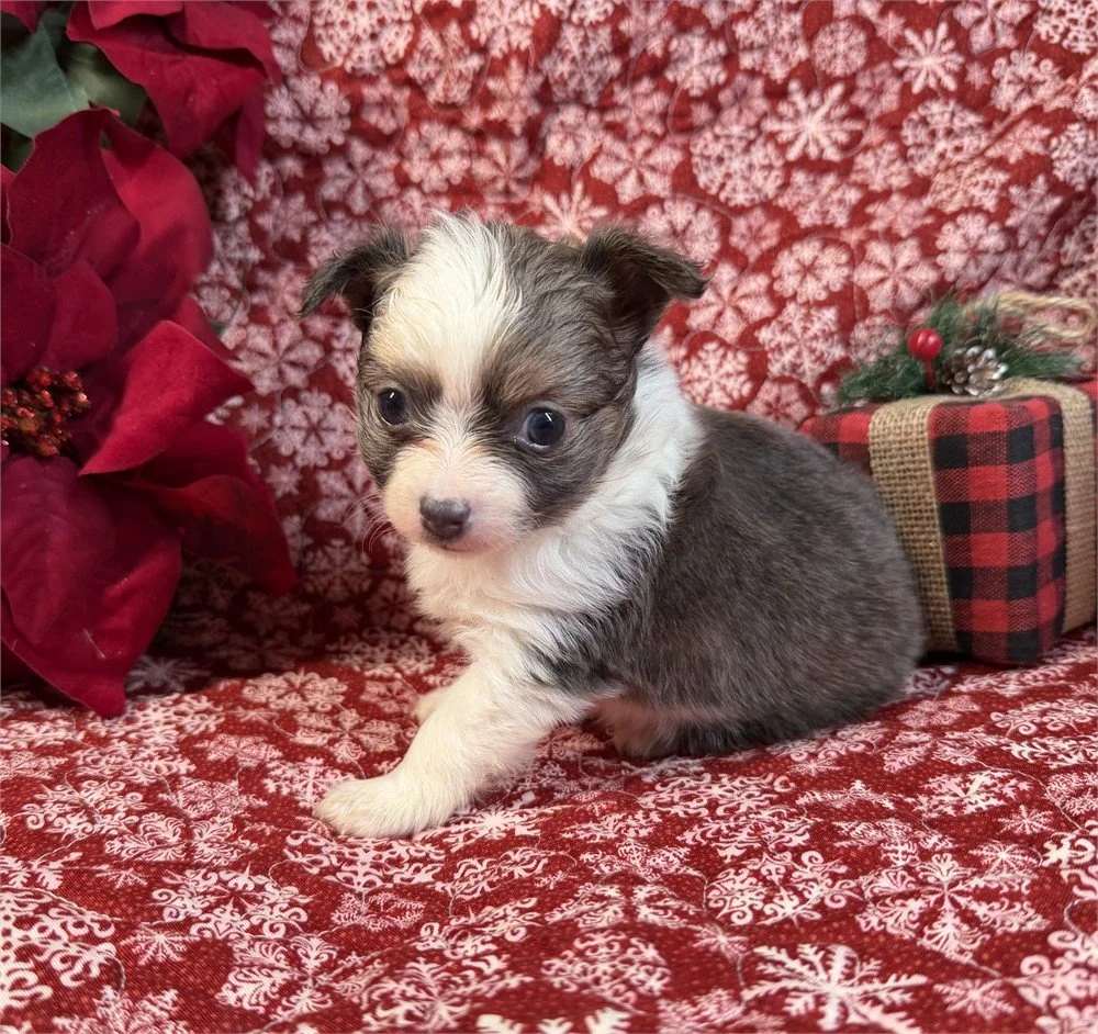 CHIHUAHUAS PUPPIES FOR SALE   TEACUP    CLYDE  $4,550.00    #127754-4