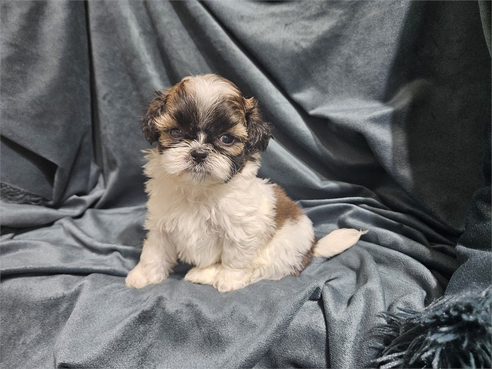 SHIH TZU PUPPIES FOR SALE   MALE   SHUGY    $2,950.00   #178
