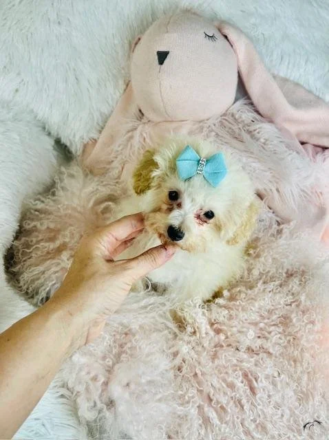 POODLE PUPPIES    PRESTON    $950.00  #1445-8  SOLD