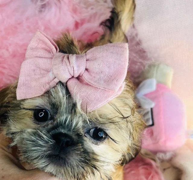 SHIH TZU   FEMALE      SURILA     IMPERIAL    $3,050.00  #1254