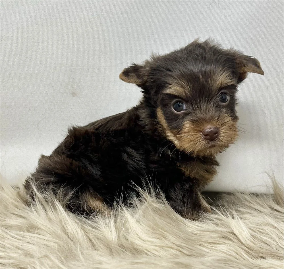 TEACUP CHOCHOLATE YORKIE   HILDA  $3,950.00  #T187-7