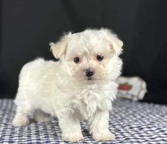 TINY TOY MALTESE PUPPY NORMAN $3,250.000 #T415477-7