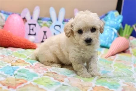PIPPA     FEMALE POODLE DOG     $3,550.00      #115