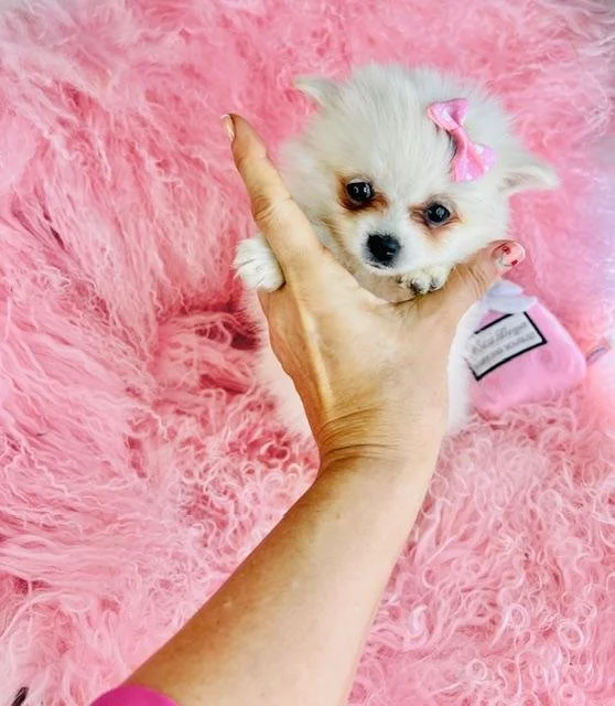 MITCHA  POMERANIAN/CHIHUAHUA FEMALE   $3,550.00   #1787