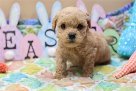 Little Princess Annie