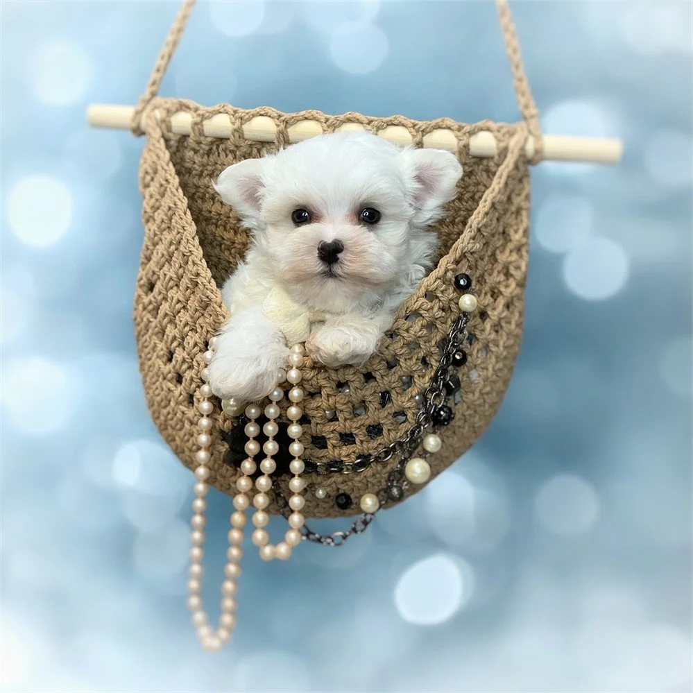 BEAUTIFUL MALTESES      MAR   $2,650.00  #18   SOLD