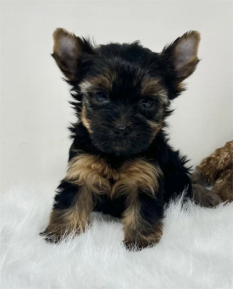 TEACUP FEMALE DOG JUKI $3,950.00 #1777-7