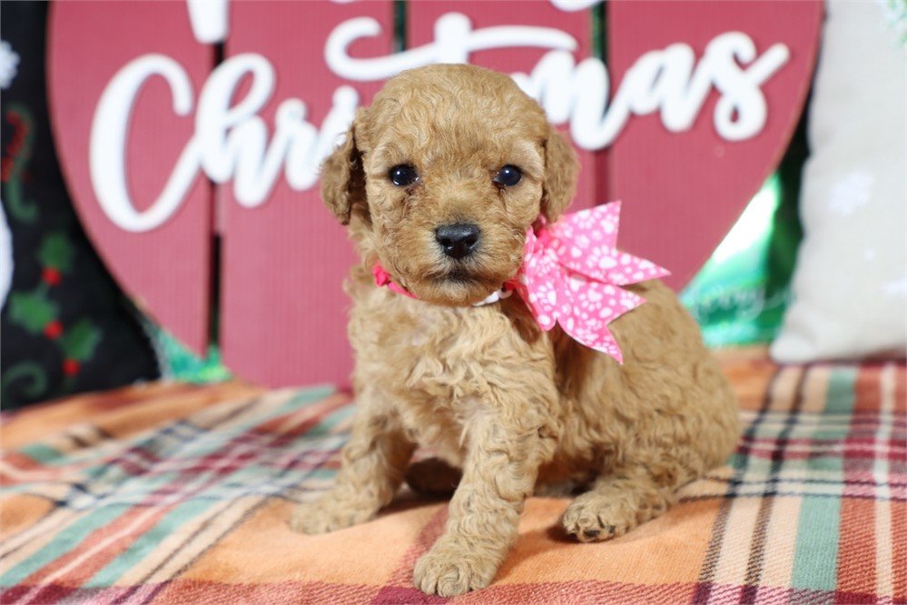 GOLDENDOODLE  DENNA  FEMALE    $3,550.00   #178784-7