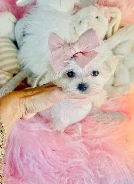 MILLY       FEMALE  TEACUP    MALTESE         $5,550.00        #T138
