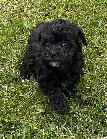 TEACUP/TINY TOY POODLE FEMALE PUPPY PETUNIA $3,550.00 #12852-2