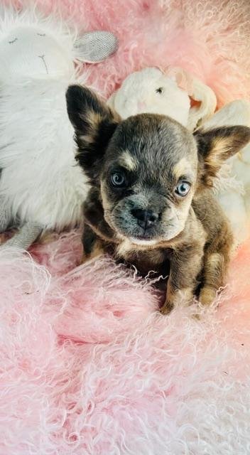 FINLEY   FEMALE  FLUFFY FRENCH BULLDOG MINI   $4,550.00      #1124