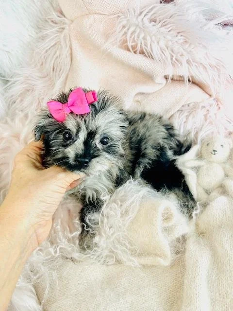FEMALE POMAPOO  PAULINE      $2,550.00      #1258-8
