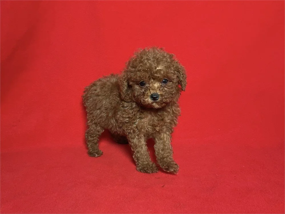 TEACUP/POCKETBOOK POODLE FEMALE PEGGY $5,550.00 #1257-7