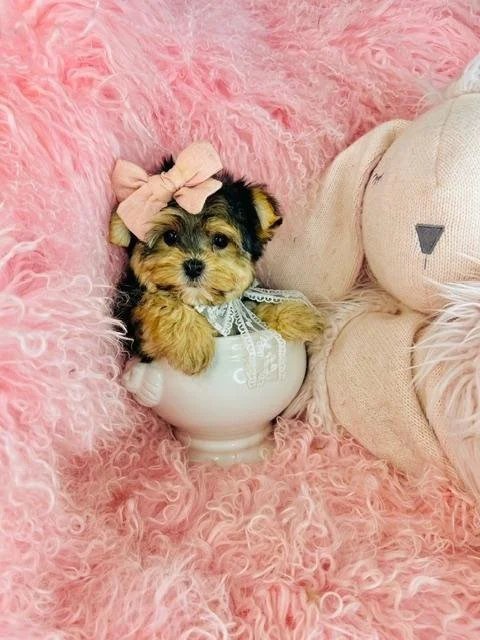 JACKLYN  FEMALE TEACUP YORKIE    $4,950.00   #1422
