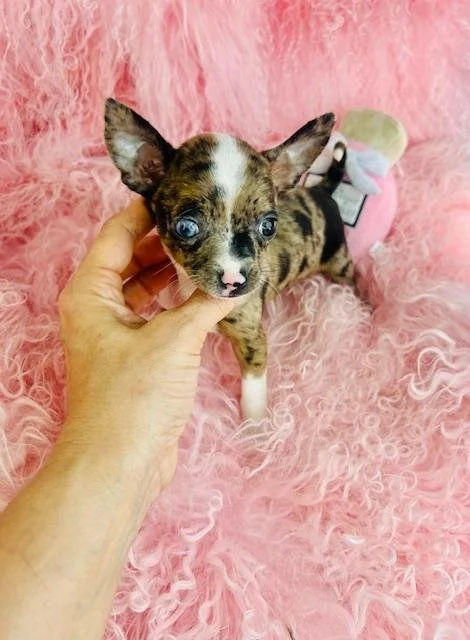 CHIHUAHUA  TEACUP FEMALE   CHRIS    $4,950.00    #1121