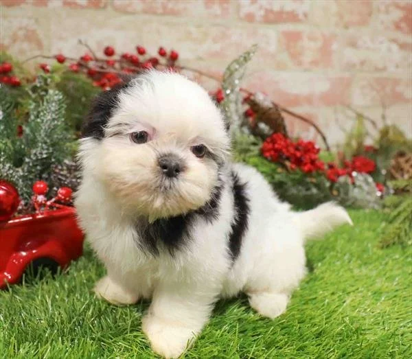 FEMALE SHIH TZU PUPPY    SILKY   IMPERIAL    $2,550.00   #T7225-5   SOLD