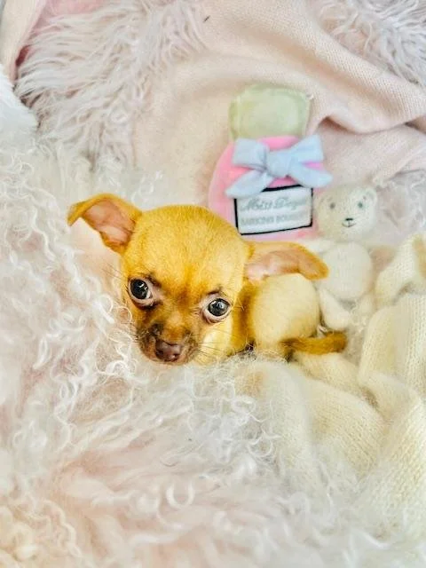 CHIHUAHUA    FEMALE  TEACUP   CARMINA   $4,550.00    #138787-7
