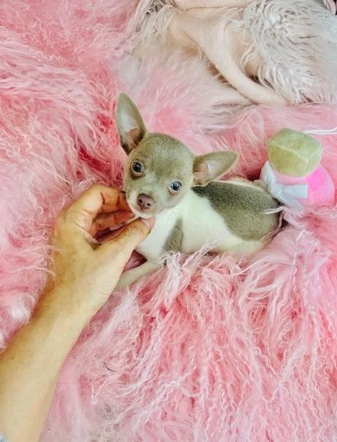 CHIHUAHUA    TEACUP MALE  CHICO   $3,550.00   #125