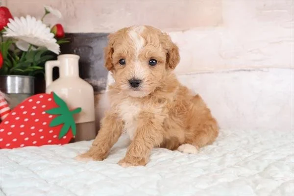 POODLE    MALE   PUPPY   PENN     $3,050.00   #125