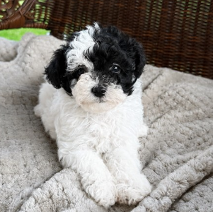 FEMALE   TEACUP  POODLE  PEANUT     $3,950.00    #178