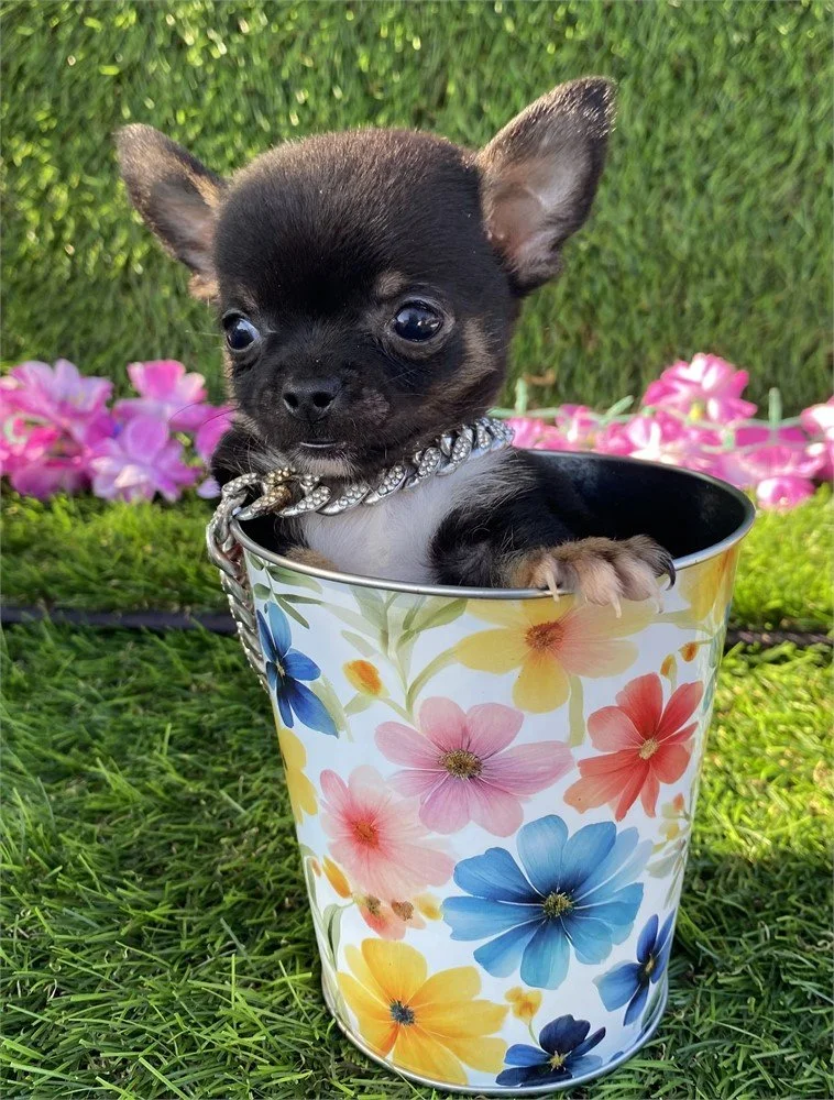 CHIHUAHUA MALE TEACUP/POCKETBOOK DOG COOKIE $4,550.00 #178744-7