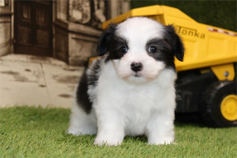 MALTIPOM TINY TOY DOT MALE $2,550.00 #11474-7