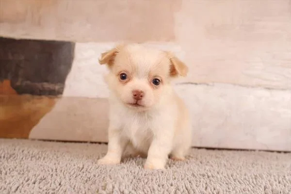CHARLES  MALE   TEACUP  CHIHUAHUA   $3,550.00    #2528