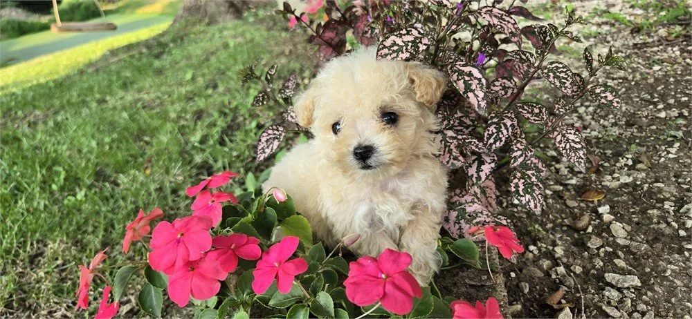 DOTTY  FEMALE  TEACUP/POCKETBOOK  BICHONPOO   $4,550.00   #1185