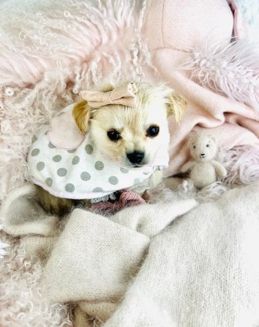 DIONNA  FEMALE  CHIHUAHUA/POMERANIAN  $3,050.00   #1125-5
