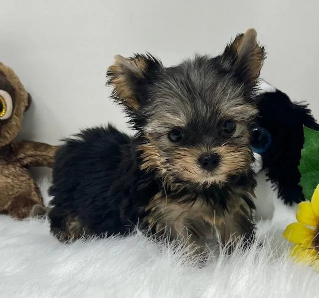 JACK TEACUP/POCKETBOOK YORKSHIRE TERRIER MALE $6,550.00 #14787-7
