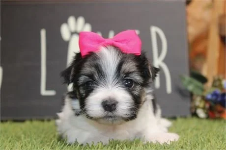 MORKIE FEMALE DOG DELLA TEACUP $3,950.00 #178784-7