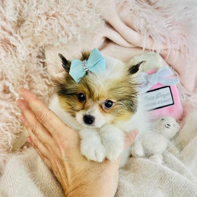 DITO     SHIRENIAN   MALE   $3,550.00   #177