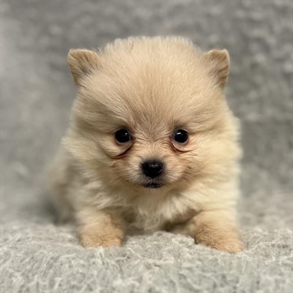 TEACUP MALE POMERANIAN PUPPY PONCE $3,950.00 #1257-7