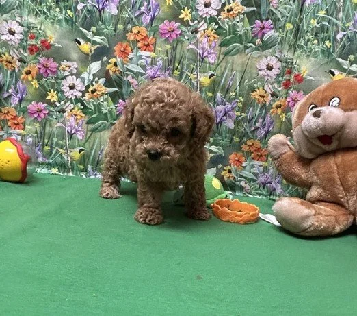 TEACUP FEMALE POODLE PRESI $3,950.00 #1477744-7