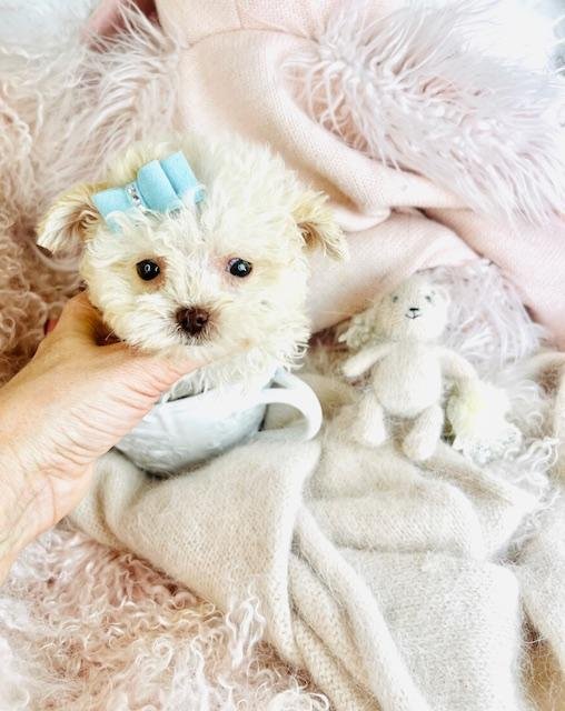 teacups puppies in Weston.jpg