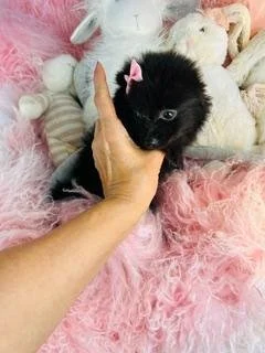 FEMALE   POMERANIAN   PRINCESS    $3,050.00    #1122
