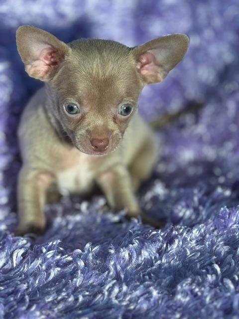 CHIHUAHUA MALE TEACUP DOG CREG $4,550.00 #121411-4
